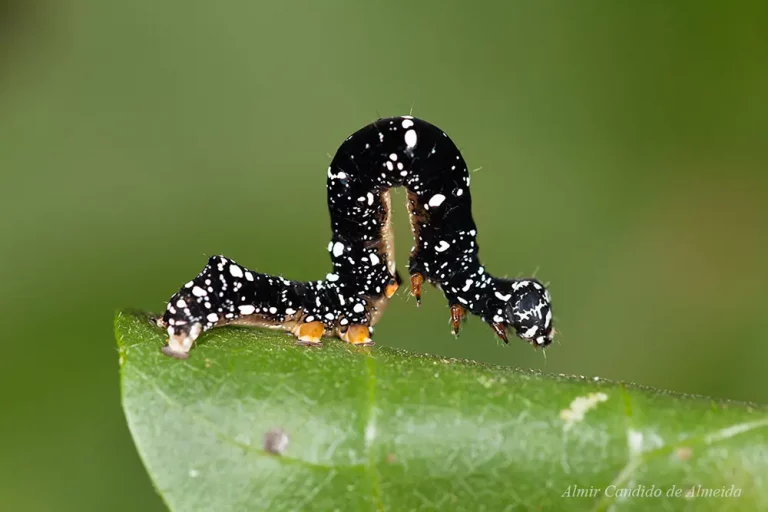 Lagarta de mariposa Geometridae