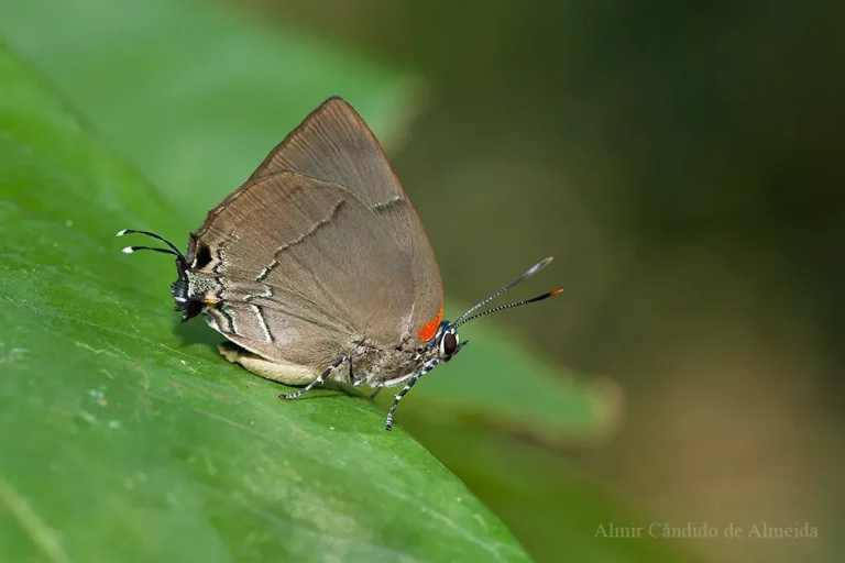 A identificar - Lycaenidae - Iranduba - AM