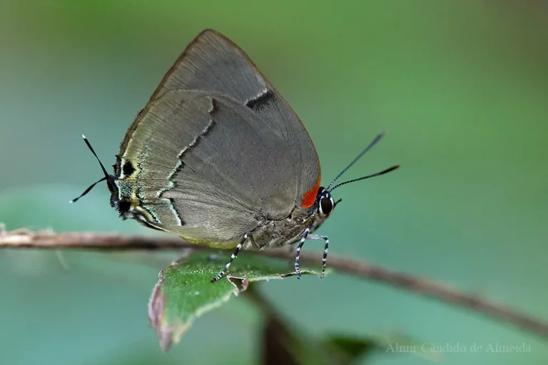 A identificar - Lycaenidae - Serra dos Carajás - PA