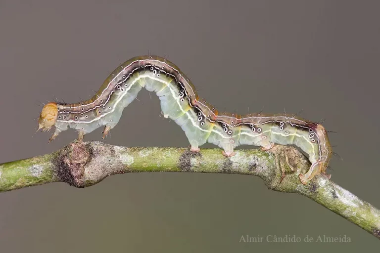 A identificar - Serra do Japi - SP