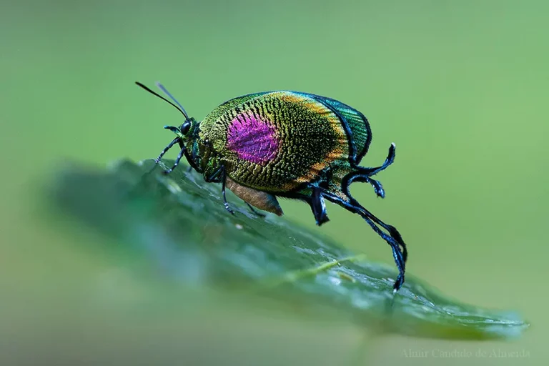 Arcas ducalis - Lycaenidae - Serra do Japi - SP