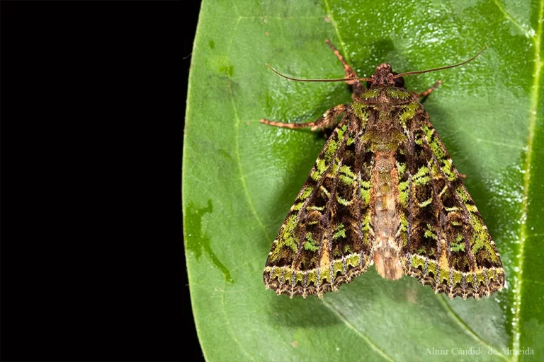 Heterochroma beryllus