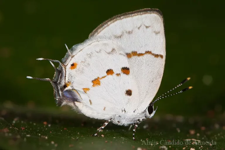 Celmia celmus (Cramer, 1775) - Lycaenidae - Serra dos Carajas - PA