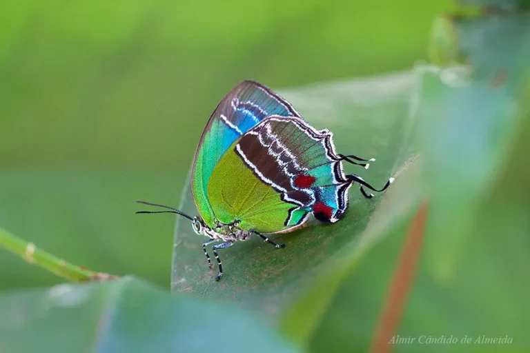 Evenus gabriela (Cramer, 1775) Gabriela Hairstreak - Lycaenidae - Serra dos Carajas - PA