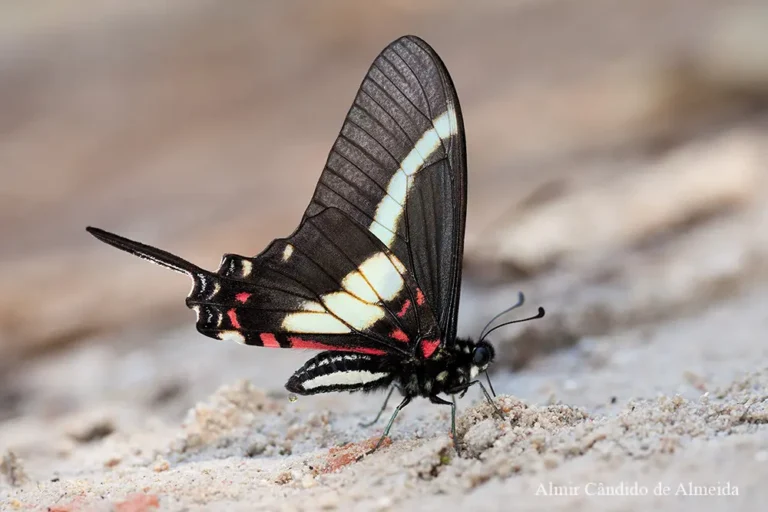 Neographium asius (Fabricius, 1781)