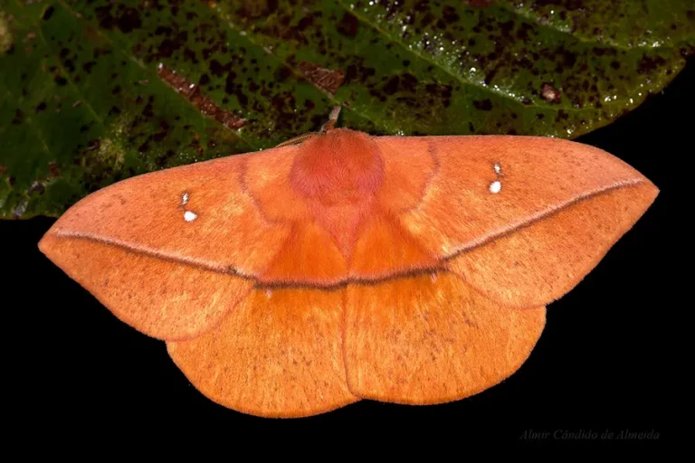 Lonomia obliqua (Saturniidae)