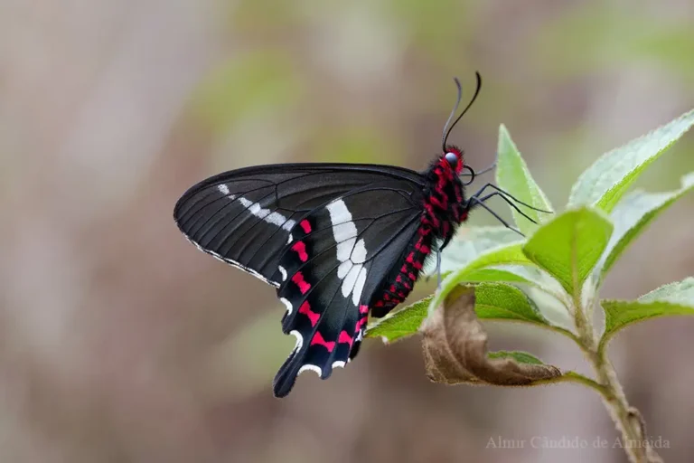 Parides bunichus bunichus