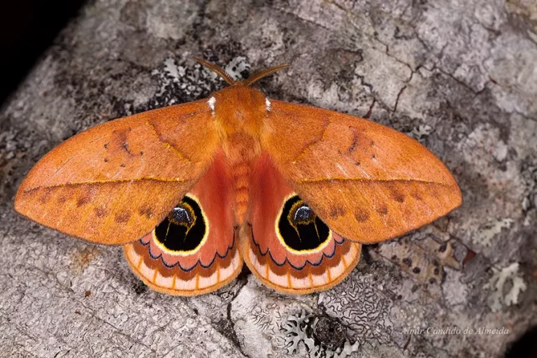 Pseudoautomeris luteata (Saturniidae)