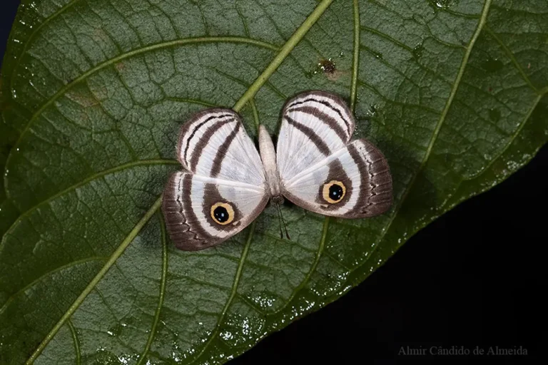Leucochimona hyphea