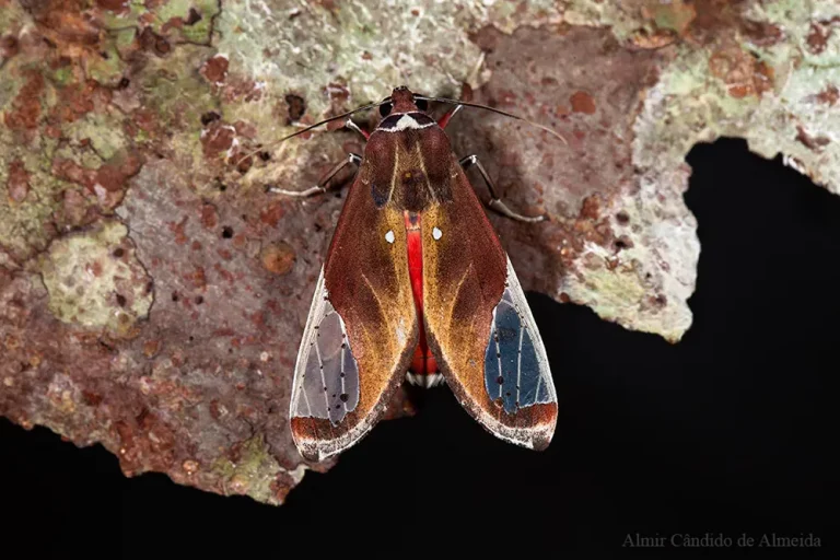 Mariposa a identificar