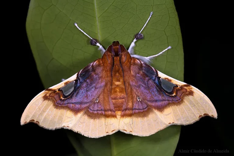 Eupastranaia tumidifrons - Crambidae